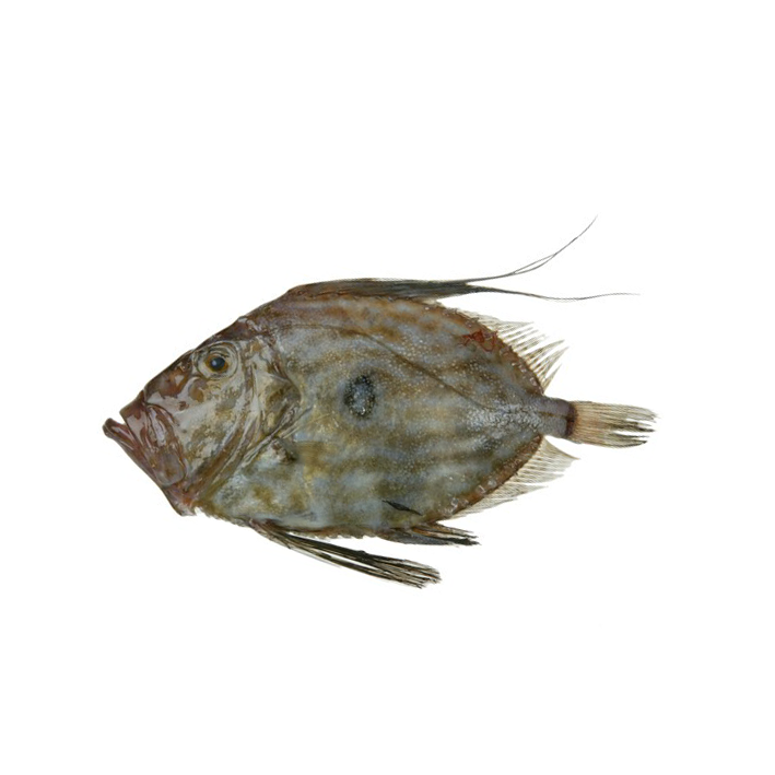 Dori