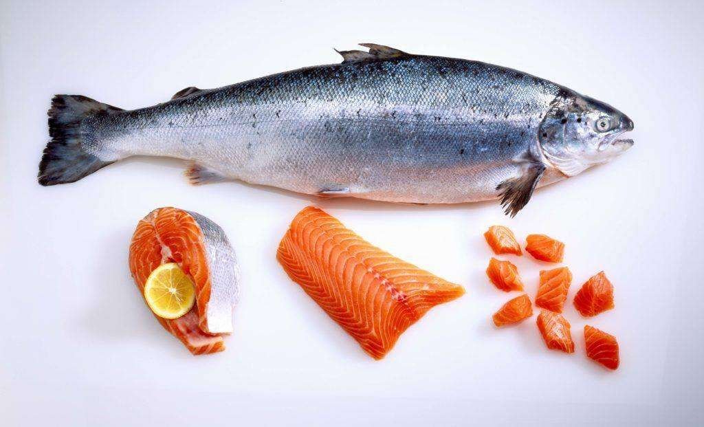 Salmon