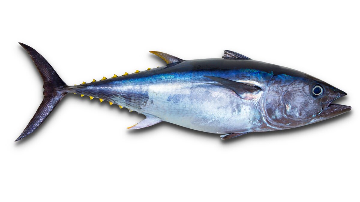 Tuna