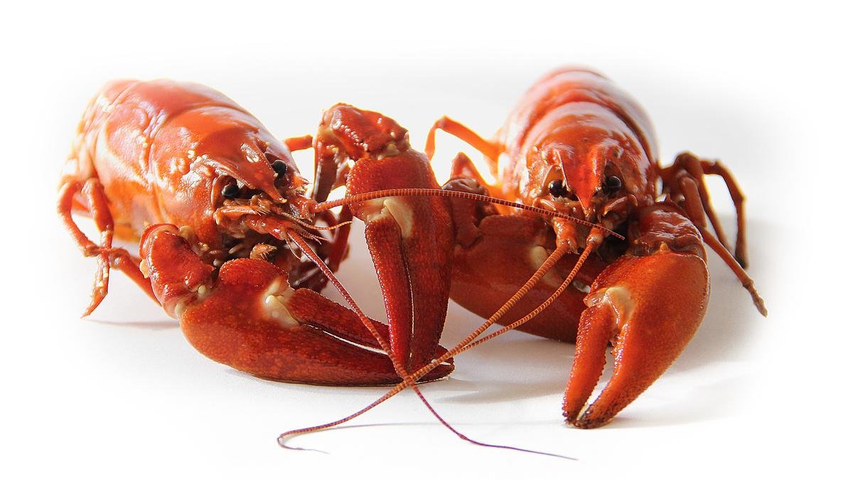 Lobster