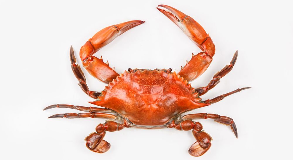 Kepiting