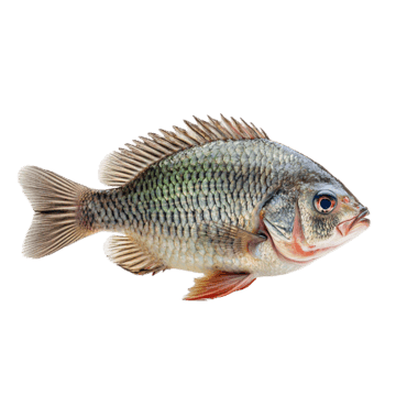 Nila Merah
