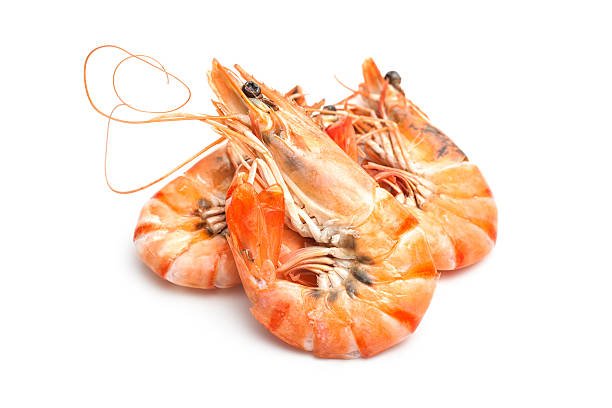 Udang